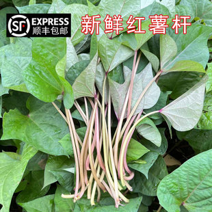 顺丰安徽无为特产红薯杆子新鲜红薯梗地瓜梗红苕梗茎番薯藤现摘