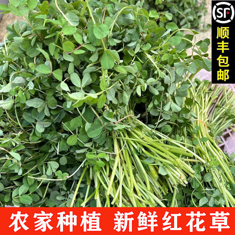 【顺丰包邮】安徽无为特产新鲜红花草菜当季蔬菜每天现割现发1斤
