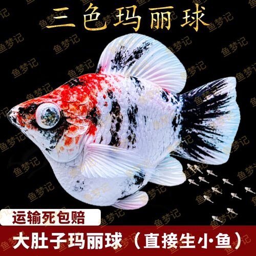 原线热带观赏鱼红头三色玛丽黄金樱花玛丽球鱼包活到家胎生玛丽鱼