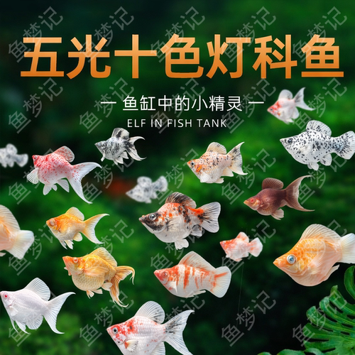 新手小型观赏玛丽鱼热带淡水鱼瓷白樱花水墨淡水金鱼苗天使孔雀鱼