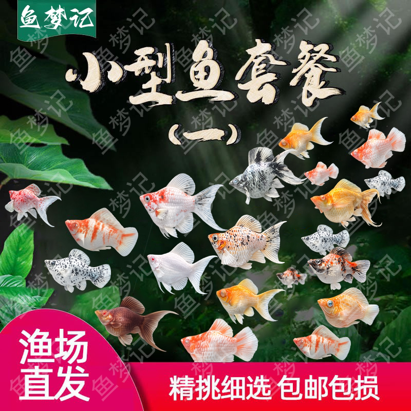 热带观赏活鱼好养钻石眼玛丽鱼