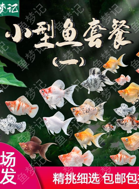 瓷白樱花水墨淡水金鱼苗天使孔雀鱼
