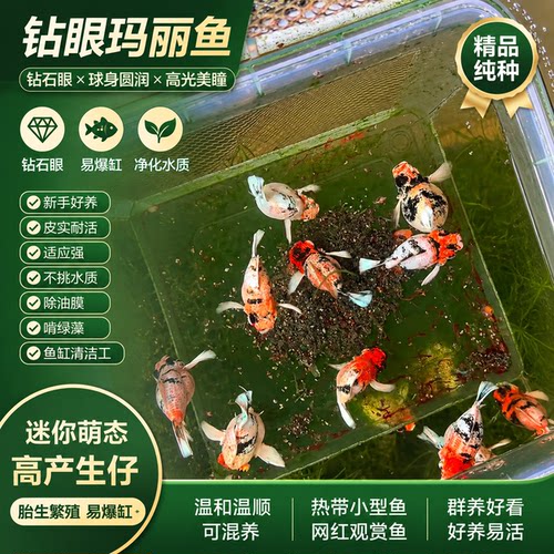 热带小鱼活观赏鱼红黄米奇鱼小型淡水鱼斑马鱼孔雀玛丽球鱼活体