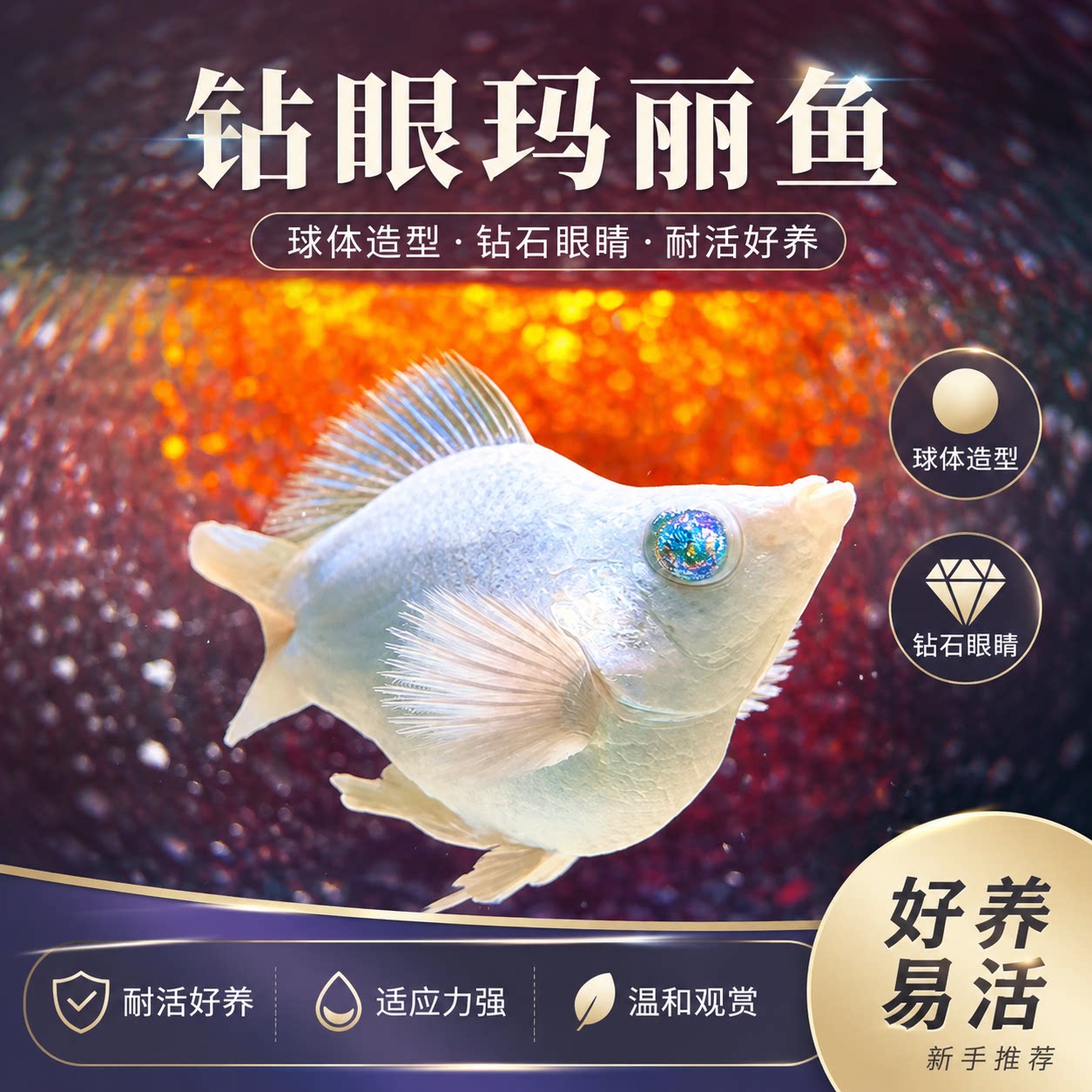 精品进口熊猫三色玛丽泰狮金鱼活鱼黑白百褶好养活体观赏鱼f1淡水