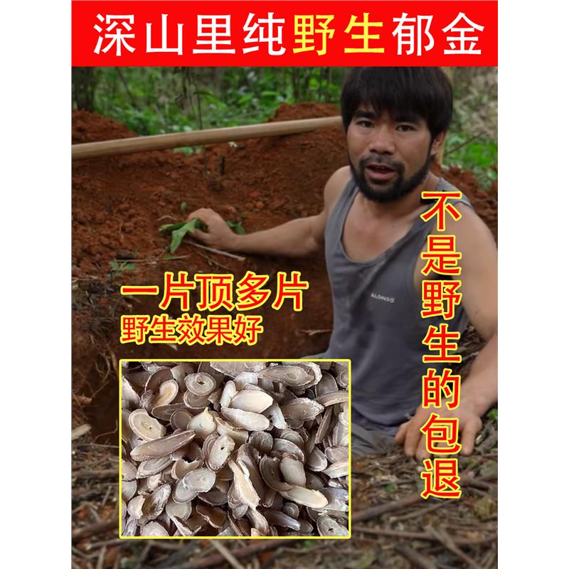 老周挖的深山纯野生川郁金500g材特级玉金新货片饮泡茶粉