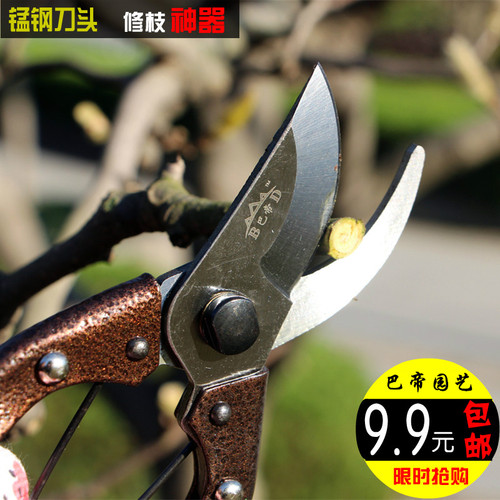 园艺修枝剪刀桔子葡萄花艺家用
