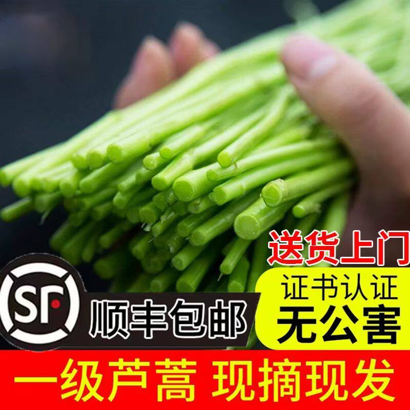 篱蒿3斤去叶当季芦蒿新鲜黎蒿野生藜蒿鲜嫩蒿泥蓠蒿蔬菜顺丰包邮
