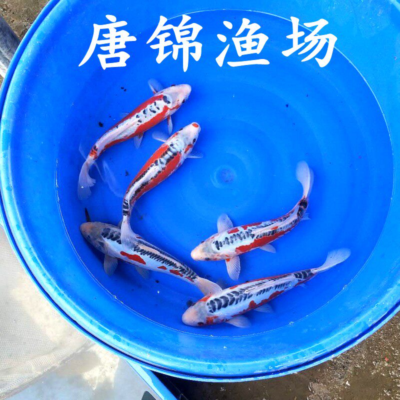 杭州锦鲤渔场活体冷水鱼观赏鱼红白绯写秋翠昭和大正黄金鱼苗包邮