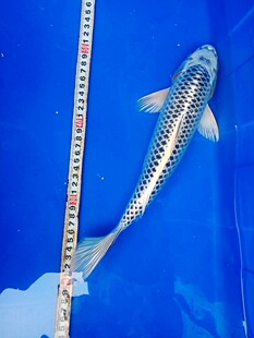 纯种日本银松叶锦鲤银色锦鲤风水鱼鱼苗观赏宠物渔场直销活体包活
