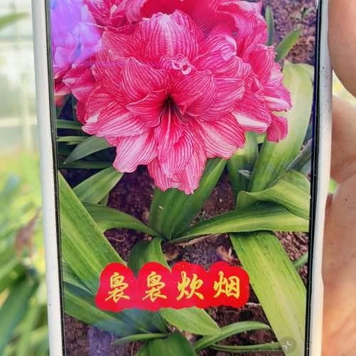 袅袅炊烟朱顶红直径6-7裸球