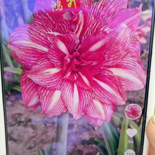 袅袅炊烟朱顶红直径6-7裸球