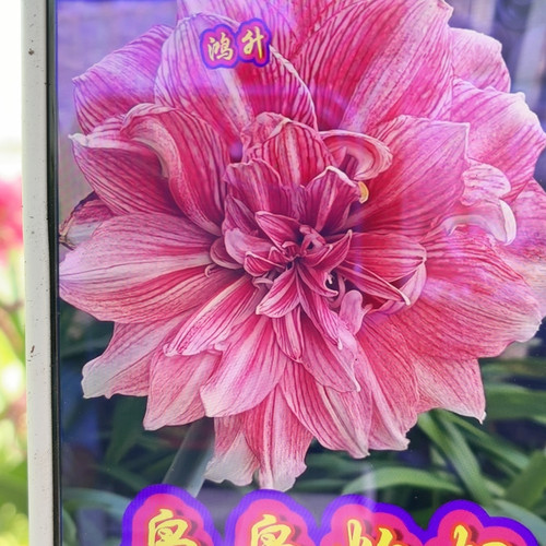 袅袅炊烟朱顶红直径6-7裸球