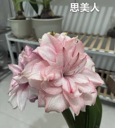 思美人朱顶红直径2cm带盆土