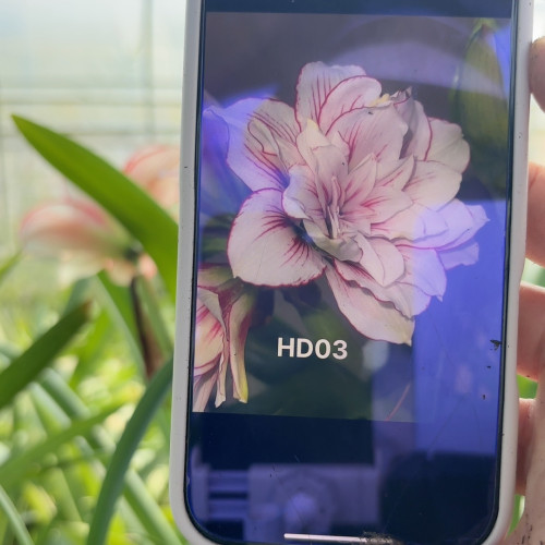 hd03朱顶红直径2cm