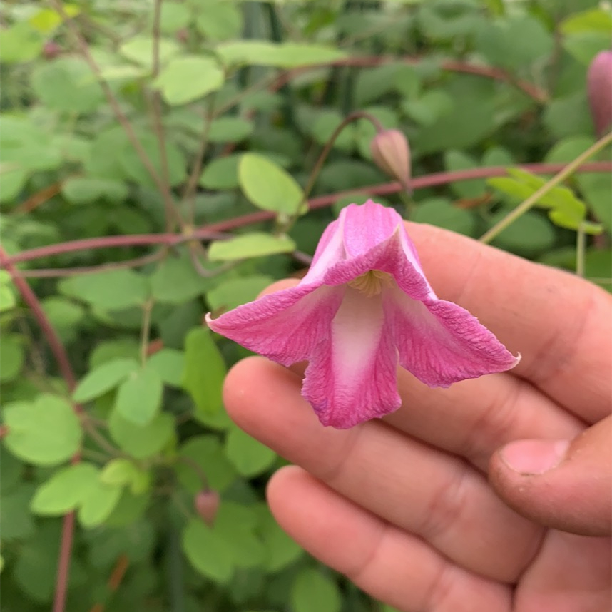 吉祥爬藤植物藤本皇后铁线莲庭院