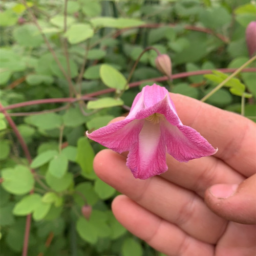 吉祥爬藤植物藤本皇后铁线莲庭院