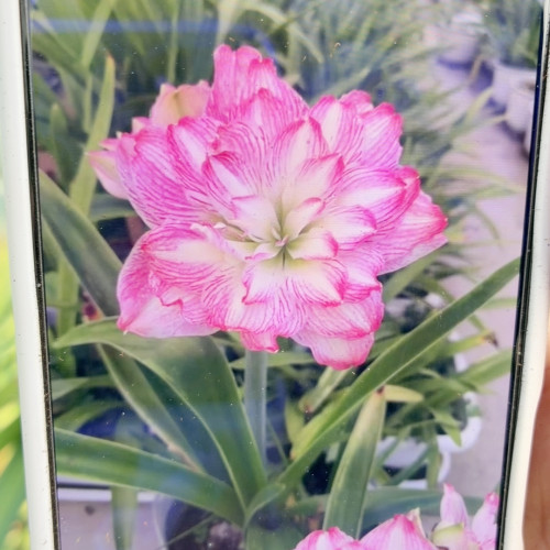 花王朱顶红直径1.5-2