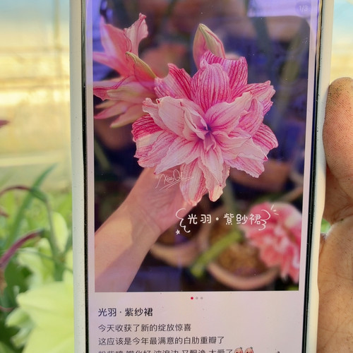 紫纱裙朱顶红直径4.5-5