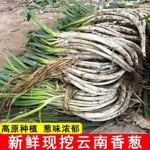 云南老品种大葱农民自种弯葱新鲜高山香葱蘸酱甜葱白毛葱土葱苗
