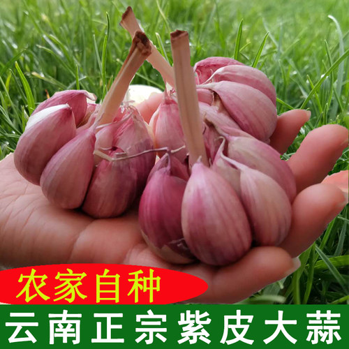 云南紫皮大蒜头干蒜多瓣蒜