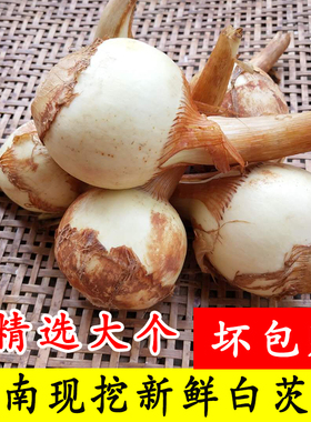 云南新鲜蔬菜白茨菇野地茨菰新鲜慈姑现挖马蹄荸荠疏菜新鲜紫慈菇