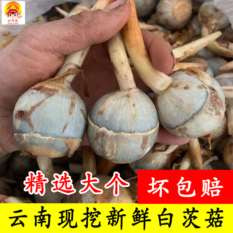 云南白茨菇新鲜包邮现挖白慈姑大号农家自种粉糯茨菰白马蹄蔬菜
