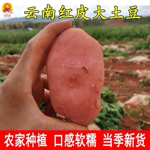 云南红皮黄心土豆新鲜老品种洋芋现挖大土豆农家马铃薯新鲜蔬菜