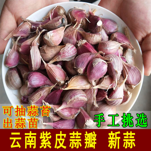 云南紫皮大蒜蒜瓣红皮蒜