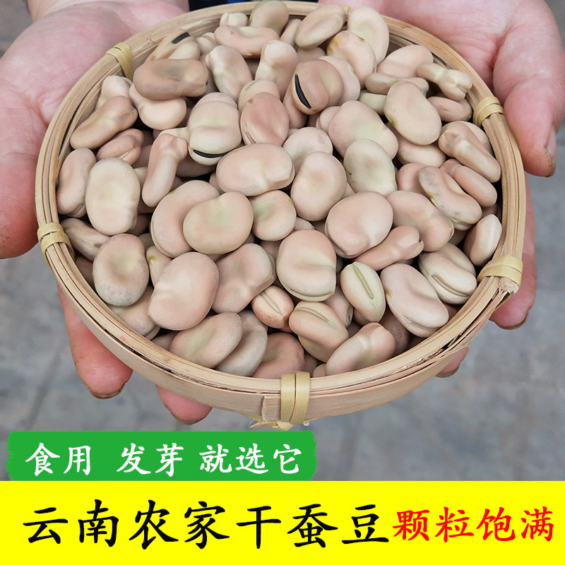 云南老品种干蚕豆新货农家生蚕豆白豆子生新鲜罗汉豆干货馋豆胡豆
