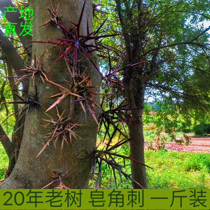 农家自种新鲜皂角刺500g天丁大刺天然皂角民间传统配方原料皂角刺