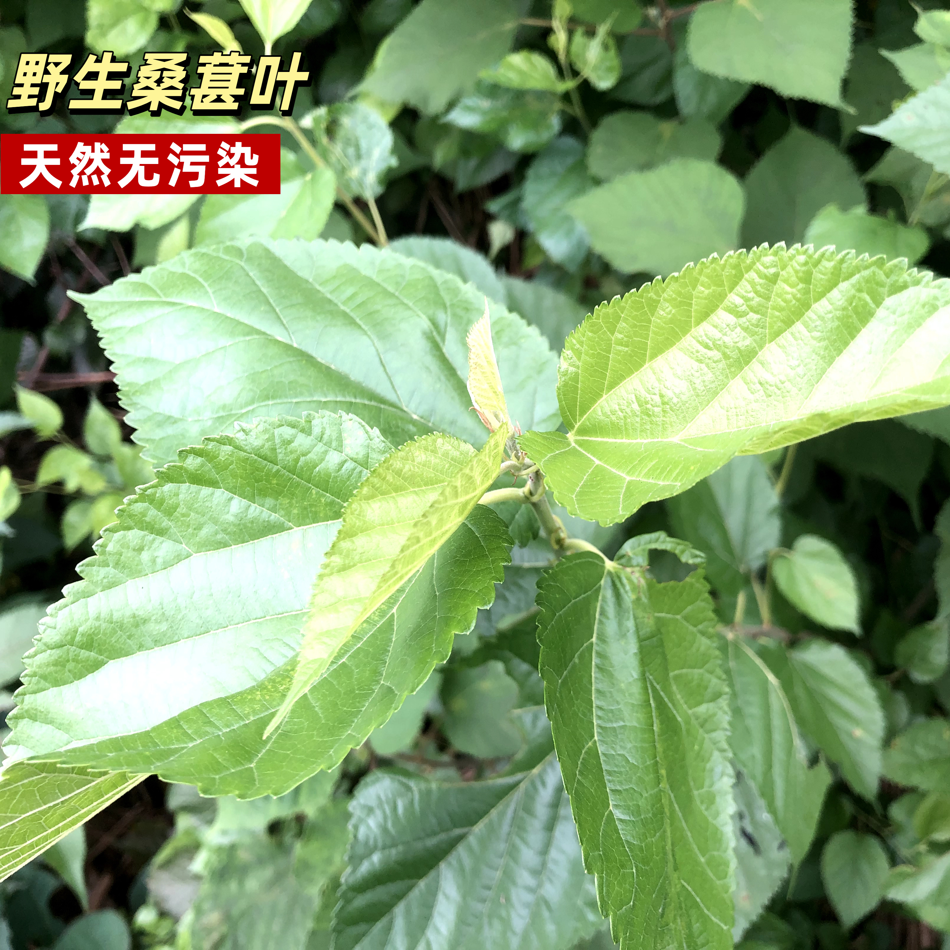 现摘现发野生桑葚叶饲料