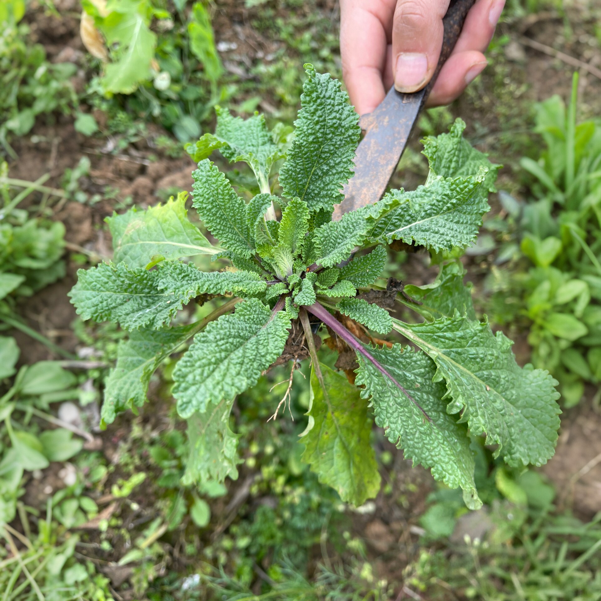 新鲜野生蛤蟆草整株现挖1斤装