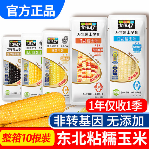 北纬47度玉米软嫩糯香甜东北黄糯