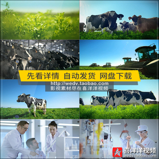 J012奶牛乳业牛奶加工生产线玉米地种植苜蓿草场高清实拍视频素材