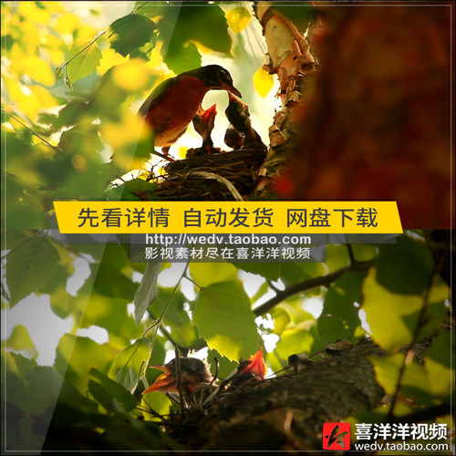 C037树杈鸟巢雏鸟喂食小鸟嗷嗷待哺森林阳光温暖母爱实拍视频素材
