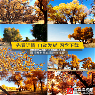 C059唯美胡杨林內蒙古额济纳旗旅游秋天自然风光高清实拍视频素材