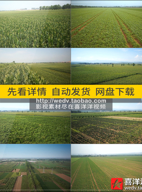 J004航拍农业绿色田野种植蔬菜田园玉米地庄稼地高清实拍视频素材