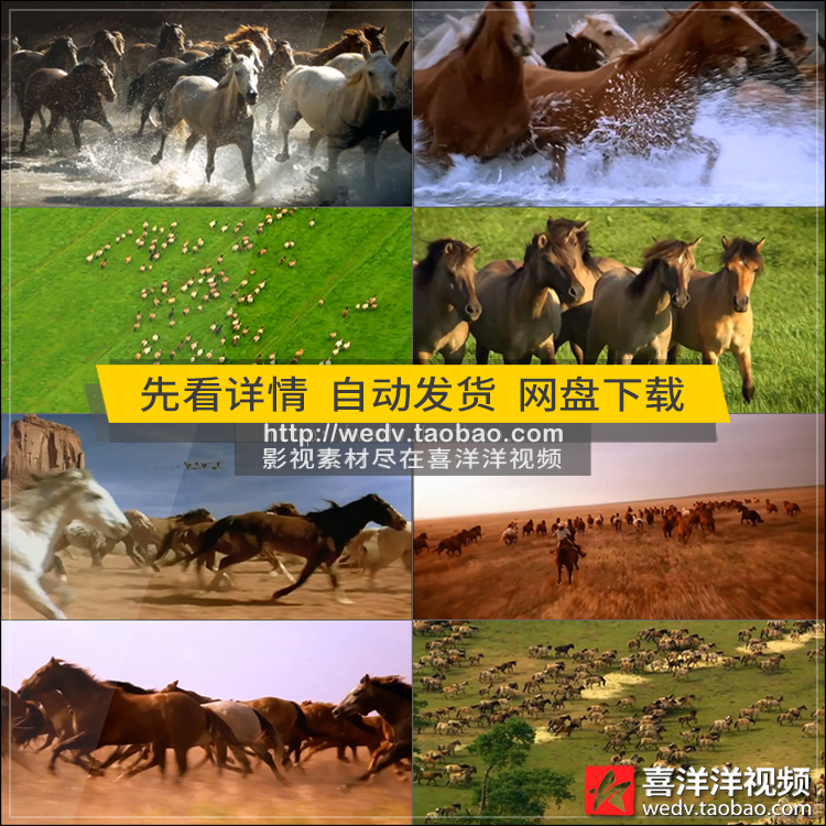 C079万马奔腾草原风光高清实拍视频 震撼骏马展望未来LED背景素材