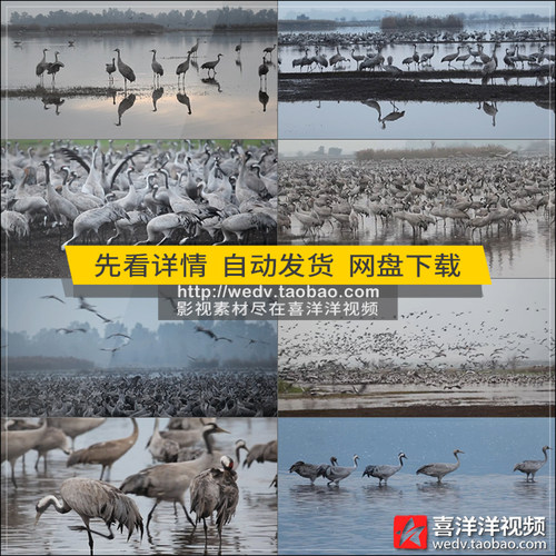 C102白天鹅丹顶鹤仙鹤飞翔天空群鸟飞鸟唯美自然高清实拍视频素材