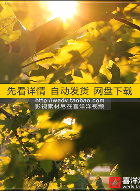 C169唯美温暖阳光透过树叶子枫叶空镜头自然美景高清实拍视频素材