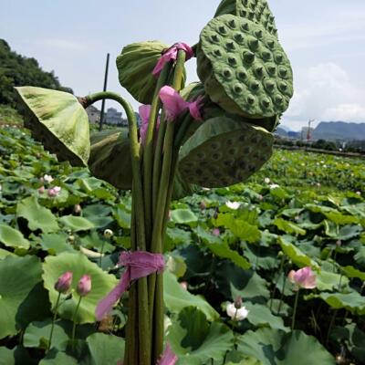 爆款武义宣莲新鲜莲子大莲蓬生吃野生当季水果鲜嫩甜嫩30朵包邮