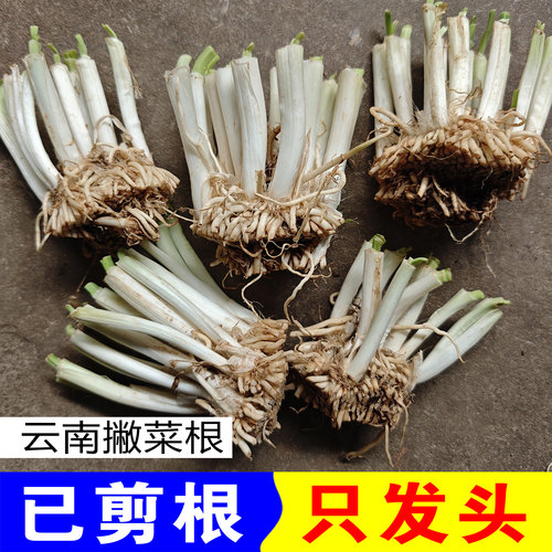云南撇菜根头头阳台庭院盆栽可食用蔬菜大韭菜佤味牛皮菜根苤菜根