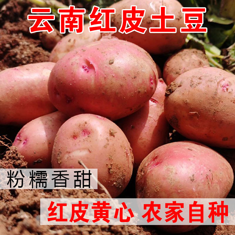 中果大果 云南红皮土豆 德宏农家自种高山红皮黄心新鲜土豆老品种