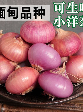 缅甸品种小洋葱 云南紫皮洋葱 德宏红皮甜脆葱 迷你超小 乒乓球大