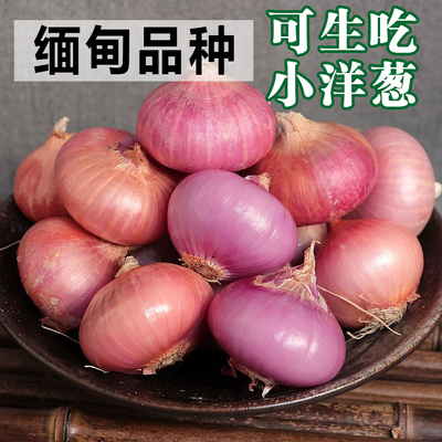 缅甸品种小洋葱 云南紫皮洋葱 德宏红皮甜脆葱 迷你超小 乒乓球大