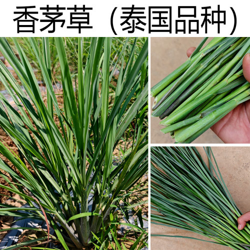 云南香茅草新鲜柠檬草带叶泰国品种鱼香草泡茶水喝烤鱼炸排骨佐料