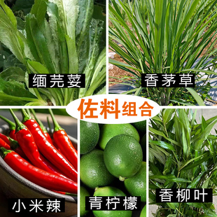 蘸水佐料组合 云南德宏缅芫荽香茅草青柠檬 新鲜蔬菜香柳调味香草