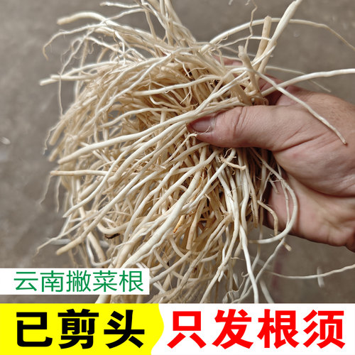 云南撇菜根纯根须新鲜蔬菜德宏大韭菜根佤味牛皮菜根可腌制不带头