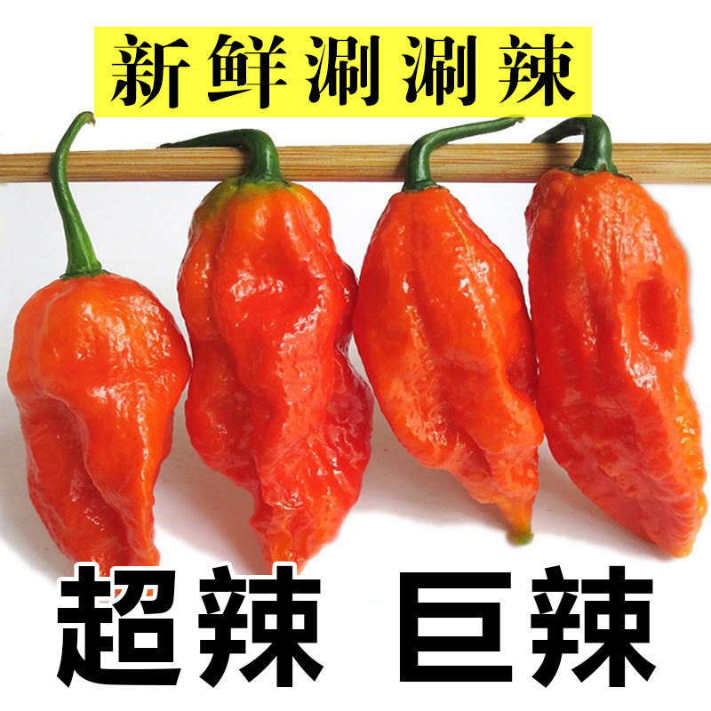半斤 1斤 新鲜涮涮辣 云南德宏魔鬼辣印度死神辣象鼻辣超辣辣椒,水产肉类/新鲜蔬果/熟食,辣椒,淘宝优惠券,粉丝福利购,淘宝优惠卷