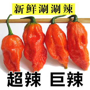 云南德宏魔鬼辣印度死神辣象鼻辣超辣辣椒 新鲜涮涮辣 半斤 1斤